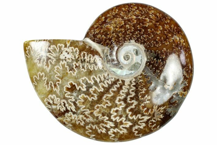 Polished Cretaceous Ammonite (Cleoniceras) Fossil - Madagascar #312203